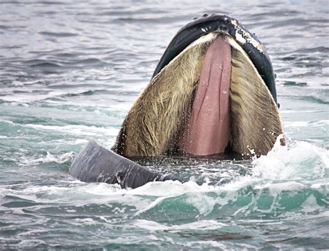 humpback whale mouth comparison